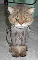 Click image for larger version

Name:	nakedcat.jpg
Views:	178
Size:	31.8 KB
ID:	1682876