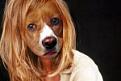 Click image for larger version

Name:	Doglover.jpg
Views:	225
Size:	5.5 KB
ID:	1682877