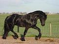 Click image for larger version

Name:	Frisian_horse2.jpg
Views:	310
Size:	45.6 KB
ID:	1682909