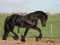 Click image for larger version

Name:	Frisian_horse2.jpg
Views:	288
Size:	45.6 KB
ID:	1682909