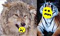 Click image for larger version

Name:	scary_wolf.jpg
Views:	286
Size:	35.4 KB
ID:	1682936