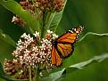 Click image for larger version

Name:	monarch-flower.jpg
Views:	309
Size:	23.4 KB
ID:	1682956