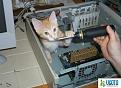 Click image for larger version

Name:	cat fixes computer.jpg
Views:	225
Size:	27.5 KB
ID:	1683096