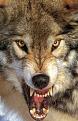 Click image for larger version

Name:	wolf.JPG
Views:	209
Size:	176.1 KB
ID:	1683142