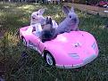 Click image for larger version

Name:	bunnies_driving.jpg
Views:	192
Size:	33.5 KB
ID:	1683236