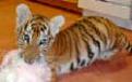 Click image for larger version

Name:	tig_bun.jpg
Views:	216
Size:	3.2 KB
ID:	1683241