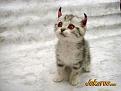 Click image for larger version

Name:	devilcat.jpg
Views:	223
Size:	39.8 KB
ID:	1683266