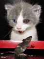 Click image for larger version

Name:	Cat.jpg
Views:	223
Size:	29.1 KB
ID:	1683268