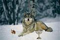 Click image for larger version

Name:	wolf5.JPG
Views:	200
Size:	22.2 KB
ID:	1683340