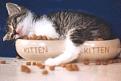 Click image for larger version

Name:	kitross.jpg
Views:	207
Size:	9.6 KB
ID:	1683356