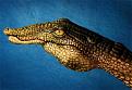 Click image for larger version

Name:	coolhandart13.jpg
Views:	182
Size:	45.2 KB
ID:	1683602