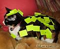 Click image for larger version

Name:	Notes to cat.jpg
Views:	109
Size:	23.3 KB
ID:	1683613