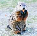 Click image for larger version

Name:	groundhog.jpg
Views:	112
Size:	39.0 KB
ID:	1683639
