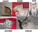 Click image for larger version

Name:	catmood.jpg
Views:	135
Size:	21.5 KB
ID:	1683645