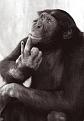 Click image for larger version

Name:	Monkey boss.jpg
Views:	118
Size:	8.5 KB
ID:	1683646