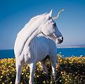 Click image for larger version

Name:	Unicorn.jpg
Views:	130
Size:	50.1 KB
ID:	1683689