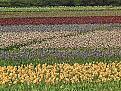 Click image for larger version

Name:	iris_field.jpg
Views:	141
Size:	22.3 KB
ID:	1683810