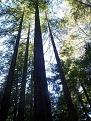 Click image for larger version

Name:	BabyRedwoods.2.jpg
Views:	95
Size:	50.2 KB
ID:	1683817