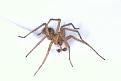 Click image for larger version

Name:	spider.jpg
Views:	163
Size:	17.6 KB
ID:	1683850