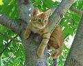 Click image for larger version

Name:	Peeping Kitty 2.jpg
Views:	126
Size:	31.2 KB
ID:	1683864