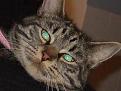 Click image for larger version

Name:	daisy face.JPG
Views:	116
Size:	37.8 KB
ID:	1683889