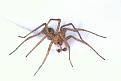 Click image for larger version

Name:	spider copy.jpg
Views:	159
Size:	46.7 KB
ID:	1684021