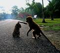 Click image for larger version

Name:	Monkey Cat.jpg
Views:	201
Size:	55.4 KB
ID:	1684050