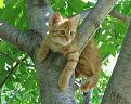 Click image for larger version

Name:	Peeping Kitty 2.jpg
Views:	93
Size:	31.2 KB
ID:	1684081