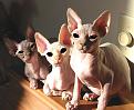 Click image for larger version

Name:	alien_cats.jpg
Views:	172
Size:	44.5 KB
ID:	1684176