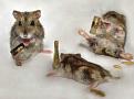 Click image for larger version

Name:	hammy party.jpg
Views:	164
Size:	26.4 KB
ID:	1684203
