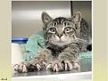 Click image for larger version

Name:	All claws kitty.jpg
Views:	157
Size:	22.7 KB
ID:	1684206