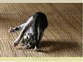 Click image for larger version

Name:	Tumbling  Cat.jpg
Views:	185
Size:	35.0 KB
ID:	1684211