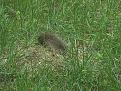 Click image for larger version

Name:	Mole.JPG
Views:	164
Size:	185.1 KB
ID:	1684237
