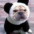 Click image for larger version

Name:	Shar-Panda.jpg
Views:	164
Size:	5.0 KB
ID:	1684335