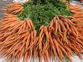 Click image for larger version

Name:	carrots.jpg
Views:	228
Size:	38.1 KB
ID:	1684356