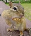 Click image for larger version

Name:	zzzbignut.jpg
Views:	162
Size:	31.6 KB
ID:	1684491