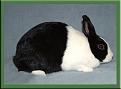 Click image for larger version

Name:	panda_bunny.jpg
Views:	155
Size:	118.4 KB
ID:	1684604