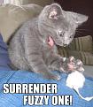 Click image for larger version

Name:	surrender-fuzzy-one.jpg
Views:	632
Size:	40.9 KB
ID:	1684728