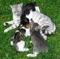 Click image for larger version

Name:	feeding-kittens.jpg
Views:	376
Size:	27.9 KB
ID:	1684736