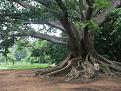 Click image for larger version

Name:	old tree.jpg
Views:	138
Size:	107.2 KB
ID:	1684761