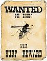 Click image for larger version

Name:	Wasp dinner.jpg
Views:	155
Size:	24.8 KB
ID:	1684766