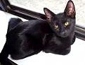 Click image for larger version

Name:	black kat.jpg
Views:	97
Size:	10.4 KB
ID:	1684915