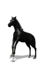 Click image for larger version

Name:	another horse.gif
Views:	132
Size:	15.3 KB
ID:	1684961