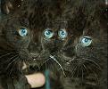 Click image for larger version

Name:	cootieblackpanthers.jpg
Views:	126
Size:	28.1 KB
ID:	1688455