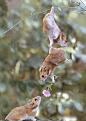 Click image for larger version

Name:	hamsters.jpg
Views:	156
Size:	54.7 KB
ID:	1688550