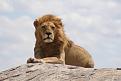 Click image for larger version

Name:	lion-in-serengeti.jpg
Views:	293
Size:	19.2 KB
ID:	1690780