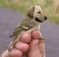 Click image for larger version

Name:	Birdog.jpg
Views:	604
Size:	19.2 KB
ID:	1695242