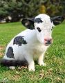 Click image for larger version

Name:	Catcow.jpg
Views:	532
Size:	63.4 KB
ID:	1695243