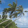 Click image for larger version

Name:	sssg_palm_trees.gif
Views:	130
Size:	9.6 KB
ID:	1697463